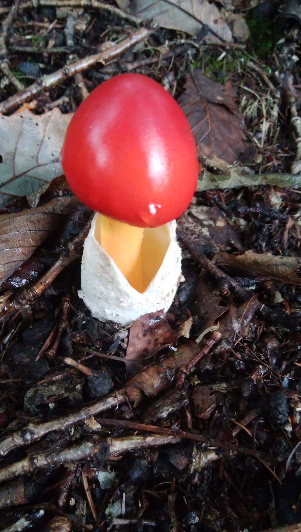タマゴダケの変化/Egg Mushroom Transformation