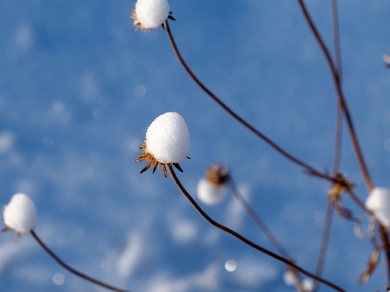 冬の自然の姿/The Beauty of Winter Nature