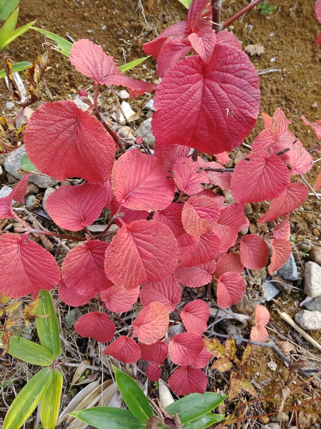 10月3日紅葉情報/October 03 Fall Foliage Update